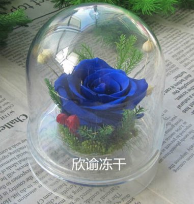 永生花冷凍干燥機(jī)實(shí)驗