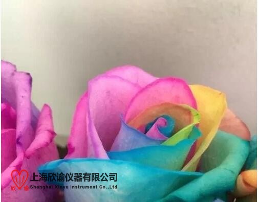 16204391096321.jpg 七彩永生花1.jpg